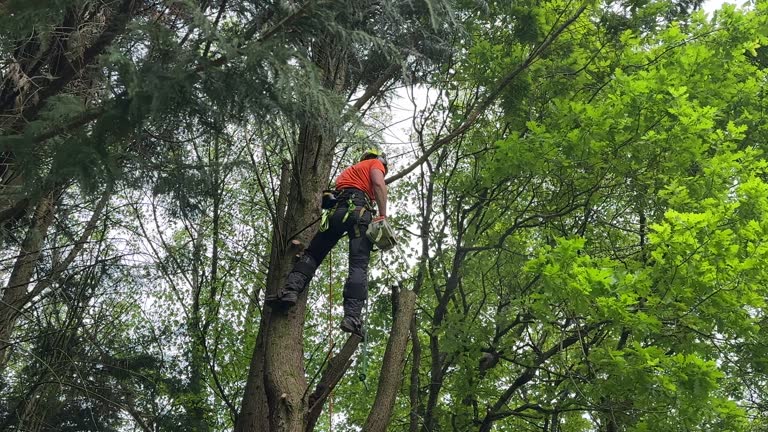 Tree and Shrub Care in Kane, PA